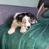 Images de profil de Alyssa - Blooming Pets - Petsitting et garde d'animaux à domicile