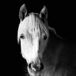 Iota Mon Cheval  Haflinger Femelle - Garde d'animaux à domicile