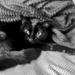 Shoubaka Mon Chat  Chat de gouttière (Commun) Mâle stérilisé - Garde d'animaux à domicile