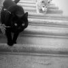 Images de profil de Ambre - Blooming Pets - Petsitting et garde d'animaux à domicile