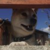 Images de profil de Ambre - Blooming Pets - Petsitting et garde d'animaux à domicile