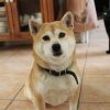 Images de profil de Ambre - Blooming Pets - Petsitting et garde d'animaux à domicile