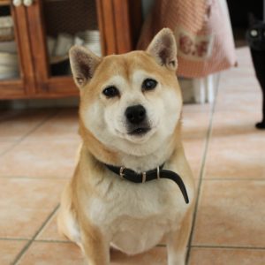 Images de profil de Ambre - Blooming Pets - Petsitting et garde d'animaux à domicile