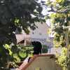 Images de profil de Ambre - Blooming Pets - Petsitting et garde d'animaux à domicile