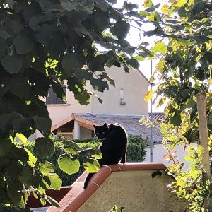 Images de profil de Ambre - Blooming Pets - Petsitting et garde d'animaux à domicile