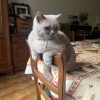 Images de profil de Ambre - Blooming Pets - Petsitting et garde d'animaux à domicile