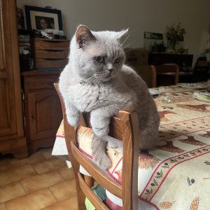 Images de profil de Ambre - Blooming Pets - Petsitting et garde d'animaux à domicile