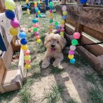 Loco Mon Chien  Croisé Mâle - Garde d'animaux à domicile