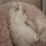 Bounty Mon Chat  Croisé Femelle - Garde d'animaux à domicile