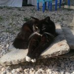 Baghera Mon Chat  Croisé Femelle - Garde d'animaux à domicile