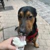 Images de profil de Amelie - Blooming Pets - Petsitting et garde d'animaux à domicile
