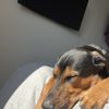 Images de profil de Amelie - Blooming Pets - Petsitting et garde d'animaux à domicile