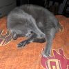 Images de profil de Amelie - Blooming Pets - Petsitting et garde d'animaux à domicile