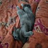 Images de profil de Amelie - Blooming Pets - Petsitting et garde d'animaux à domicile