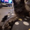 Images de profil de Amelie - Blooming Pets - Petsitting et garde d'animaux à domicile