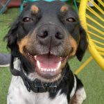 Taram Mon Chien  Épagneul Breton Mâle stérilisé - Garde d'animaux à domicile
