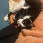 Scarlett Mon Chat  Européen Femelle stérilisée - Garde d'animaux à domicile