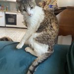 Pastel Mon Chat  European Shorthair Mâle stérilisé - Garde d'animaux à domicile