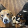 Images de profil de Amelie - Blooming Pets - Petsitting et garde d'animaux à domicile