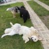 Images de profil de Amelie - Blooming Pets - Petsitting et garde d'animaux à domicile
