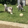 Images de profil de Amelie - Blooming Pets - Petsitting et garde d'animaux à domicile