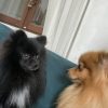 Images de profil de Amelie - Blooming Pets - Petsitting et garde d'animaux à domicile