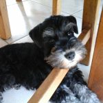 Mowgli Mon Chien  Schnauzer miniature Mâle - Garde d'animaux à domicile