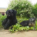 Nazca Mon Chien  Schnauzer géant Femelle - Garde d'animaux à domicile