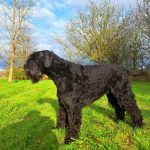Rama Mon Chien  Schnauzer géant Mâle - Garde d'animaux à domicile