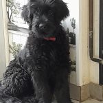 Volcane Mon Chien  Schnauzer géant Femelle - Garde d'animaux à domicile