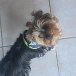 Kyara Mon Chien  Yorkshire Terrier Femelle - Garde d'animaux à domicile
