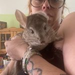 Simba Mon Chinchilla  Pastel Mâle - Garde d'animaux à domicile