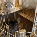 Nala Mon Chinchilla  Ebony Femelle - Garde d'animaux à domicile
