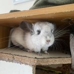 Grincheux Mon Chinchilla  Blanc Wilson Mâle - Garde d'animaux à domicile