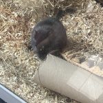 Bebe Mon Rongeur Gerbille  Mâle - Garde d'animaux à domicile