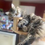 Etoile Mon Chat  Européen Femelle stérilisée - Garde d'animaux à domicile