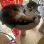 Miya Mon Chat  Européen Femelle stérilisée - Garde d'animaux à domicile