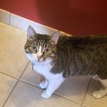 Gros minet Mon Chat  Européen Femelle - Garde d'animaux à domicile