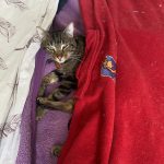 Titi Mon Chat  Européen Mâle stérilisé - Garde d'animaux à domicile