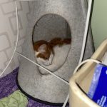 Mimine Mon Chat  Européen Femelle - Garde d'animaux à domicile