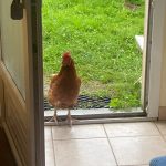 Coco Mon Animal de ferme Poule  Femelle - Garde d'animaux à domicile