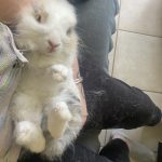 Pumba Mon Lapin  Tête de Lion Mâle - Garde d'animaux à domicile