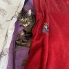 Images de profil de AMELINE - Blooming Pets - Petsitting et garde d'animaux à domicile