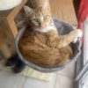 Images de profil de AMELINE - Blooming Pets - Petsitting et garde d'animaux à domicile