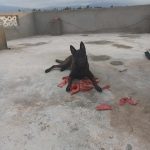 Zeus Zeus Mon Chien Berger Belge Malinois MĂąle - Garde d'animaux Ă domicile