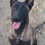 Luna Luna Mon Chien Berger Belge Malinois Femelle - Garde d'animaux Ă domicile
