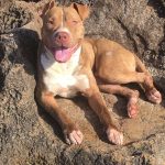 Dario Dario Mon Chien Pitbull Terrier MĂąle - Garde d'animaux Ă domicile