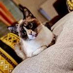 Pearl Pearl Mon Chat Européen Femelle stérilisée - Garde d'animaux à domicile