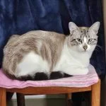 Sky Sky Mon Chat Européen Mâle stérilisé - Garde d'animaux à domicile