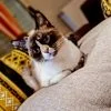 Images de profil de Anaïs - Blooming Pets - Petsitting et garde d'animaux à domicile